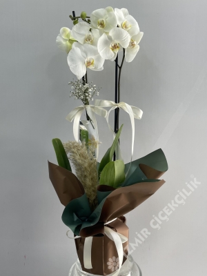 2 Dallı Beyaz Orkide Kahverengi Ambalajda