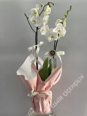 2 Dallı Beyaz Orkide Pembe Ambalajlı