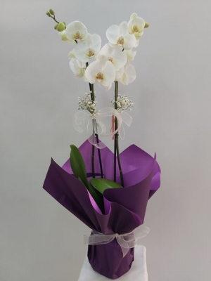 2 Dal Beyaz Orkide Mor Ambalajlı
